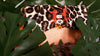 Lava Leopard